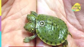 НЕВЕРОЯТНЫЕ НЕОБЫЧНЫЕ ЖИВОТНЫЕ. INCREDIBLE FANCY ANIMALS НЕВЕРОЯТНЫЕ НЕОБЫЧНЫЕ ЖИВОТНЫЕ. INCREDIBLE FANCY ANIMALS