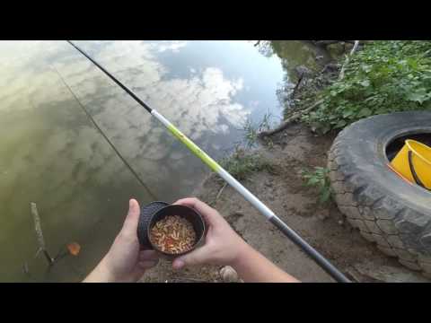 Видео: Риболов на змиорки - някои полезни съвети