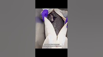 दुनिया का सबसे महंगा खाना 🥝 #shorts #expensive #food #factmine #factoholic