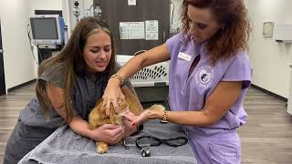 Haley  Louisiana's ONLY ISFM Feline Nurse! (ISFM DipFN)