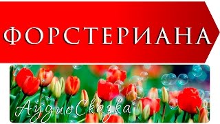 Форстериана / Узбекский дикий тюльпан (Анна Саксе) / Сказки о цветах / аудиосказка Форстериана / Узбекский дикий тюльпан (Анна Саксе) / Сказки о цветах / аудиосказка