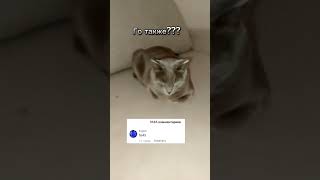 Слабо??? #cat #хочуврек #кот #реки #р_е_к_о_м_е_д_а_ц_и_и #мем #юмор #видео #shorts