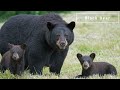 Planet Zoo 2 - All North American animals we need