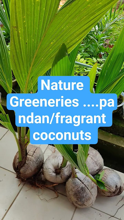 #fragrant coconuts