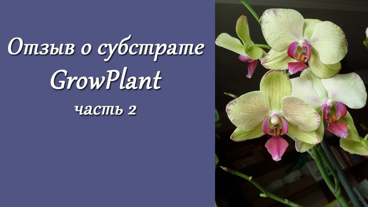 Отзывы о субстрате  GrowPlant (Gidroton). Часть 2