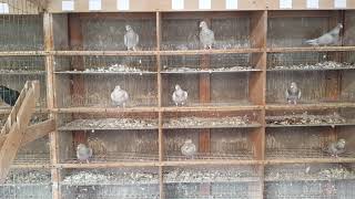 Descheemaecker Pigeon Center II