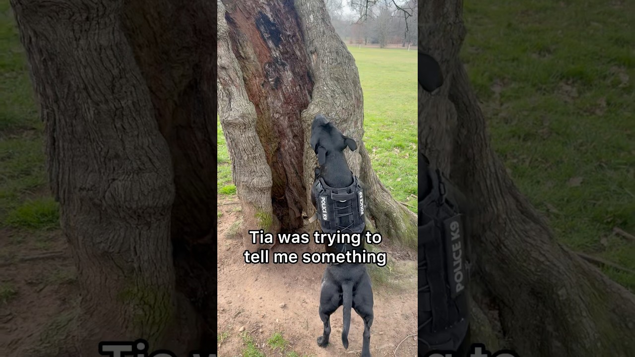 On the morning walk when my retired police canine had a sudden change of behaviour 