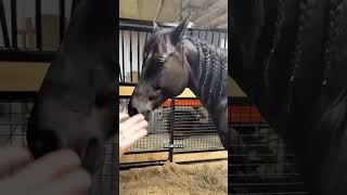 My mare Raven is officially 330 days pregnant and we’re watching closely