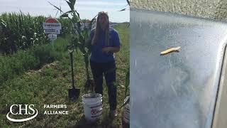 Corn Root Worm