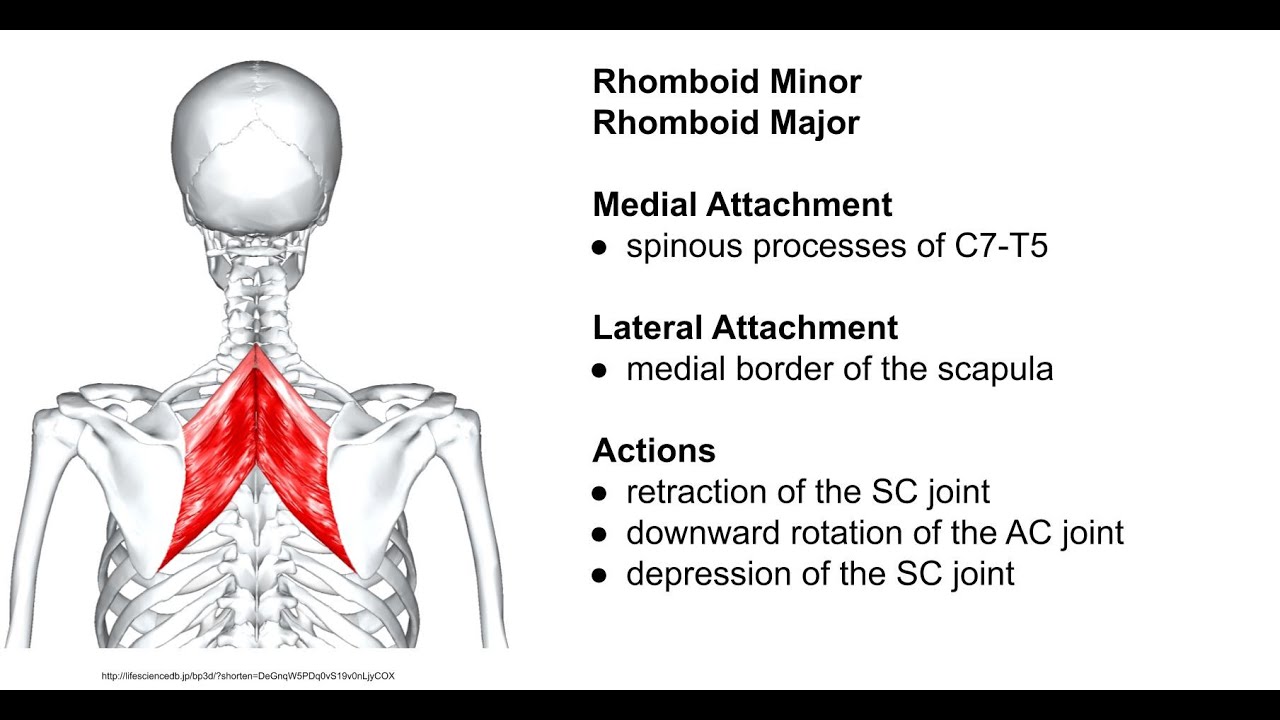 Rhomboid Major And Rhomboid Minor Youtube