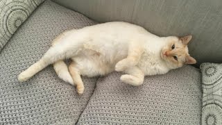 Billy is a Cute Flame Point Siamese Cat