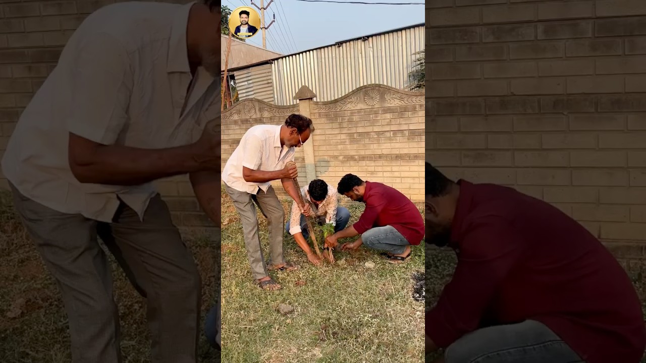 Hibiscus Plants #trending #shorts