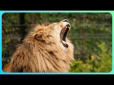 Gerçek Aslan Kükremesi, Aslan Sesi Videosu İzle | Hayvan Sesi ve Hayvan Videoları