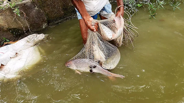 Big rou Big Grass carp fish by cast net-Excellent Fishing In village Beautiful Natural-P-244 - DayDayNews