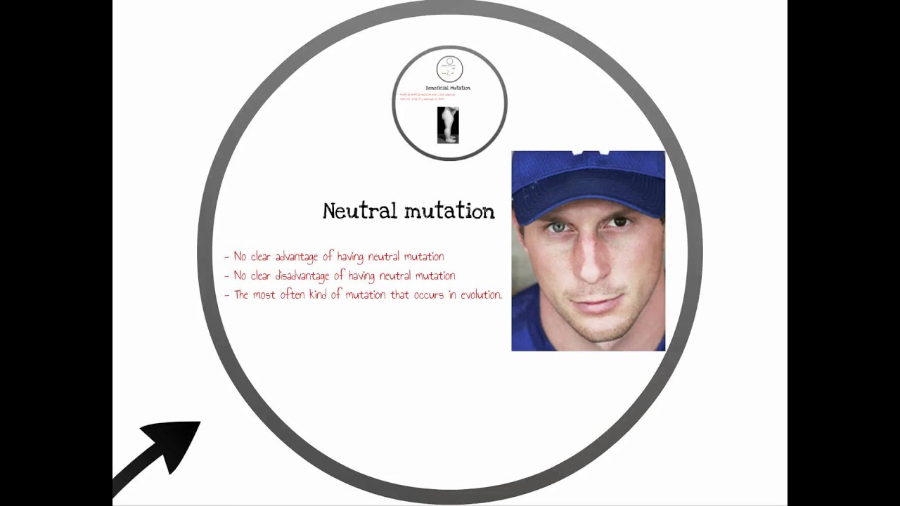 What role does mutation play in evolution?