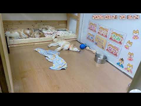 柴犬なつファミリー生配信【生後1歳+193日】何してても可愛い天柴!!