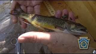 Wild Trout Survey: East Branch Standing Stone Creek