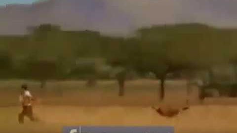Cheetah chasing deer| man runs faster than cheetah | funny video| man saves deer from cheetah|