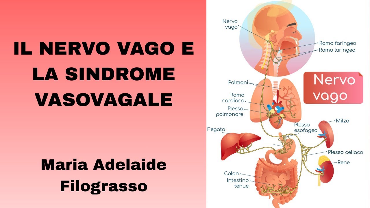 IL NERVO VAGO E LA SINDROME VASOVAGALE