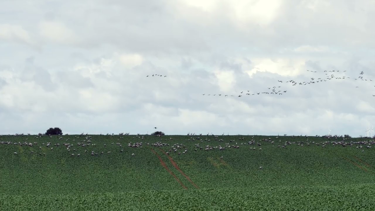 Crane bird flock of birds free stock video. |  Public Collection