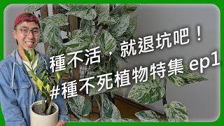 別再說自己是黑手指了！這集都是種不死的植物！#種不死植物ep1 #入坑必看 #新手種植 #植物新手 #發財