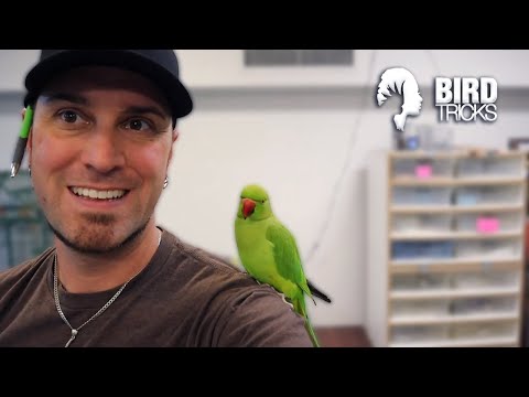 Vídeo: Papagaios indianos de Ringneck