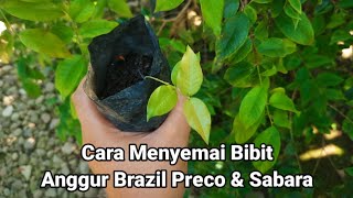 Cara Menyemai Biji Anggur Brazil Agar Cepat Tumbuh