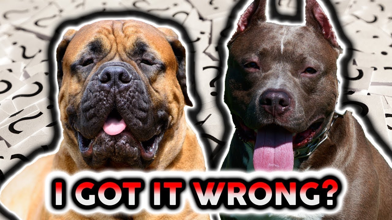 bullmastiff vs pitbull who would win in a fight