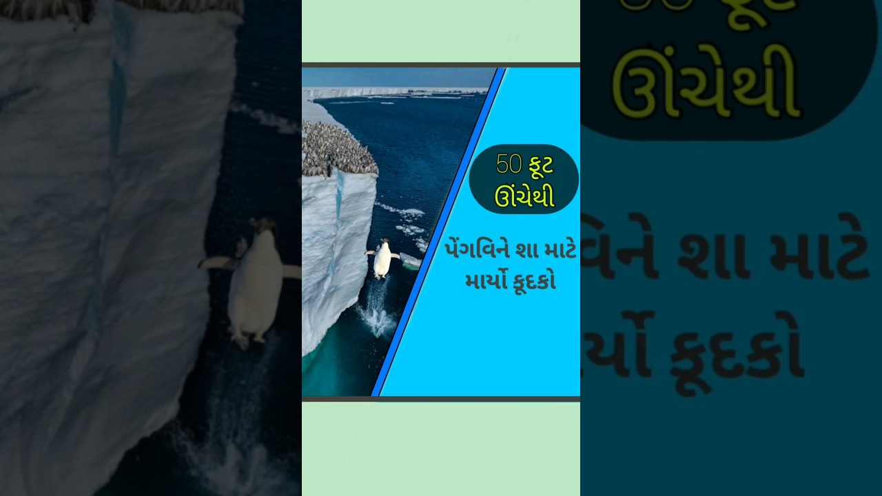 શા માટે માર્યો 50 ફૂટ ઊંચેથી કૂદકો l The story of penguin