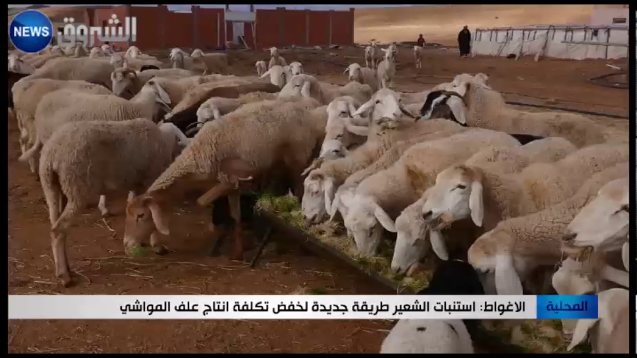 الأغواط: استنبات الشعير طريقة جديدة لخفض تكلفة انتاج علف المواشي