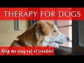 Music Therapy For Dogs Home Alone Quiet And Calm Music Therapy For Dogs Home Alone Quiet And Calm