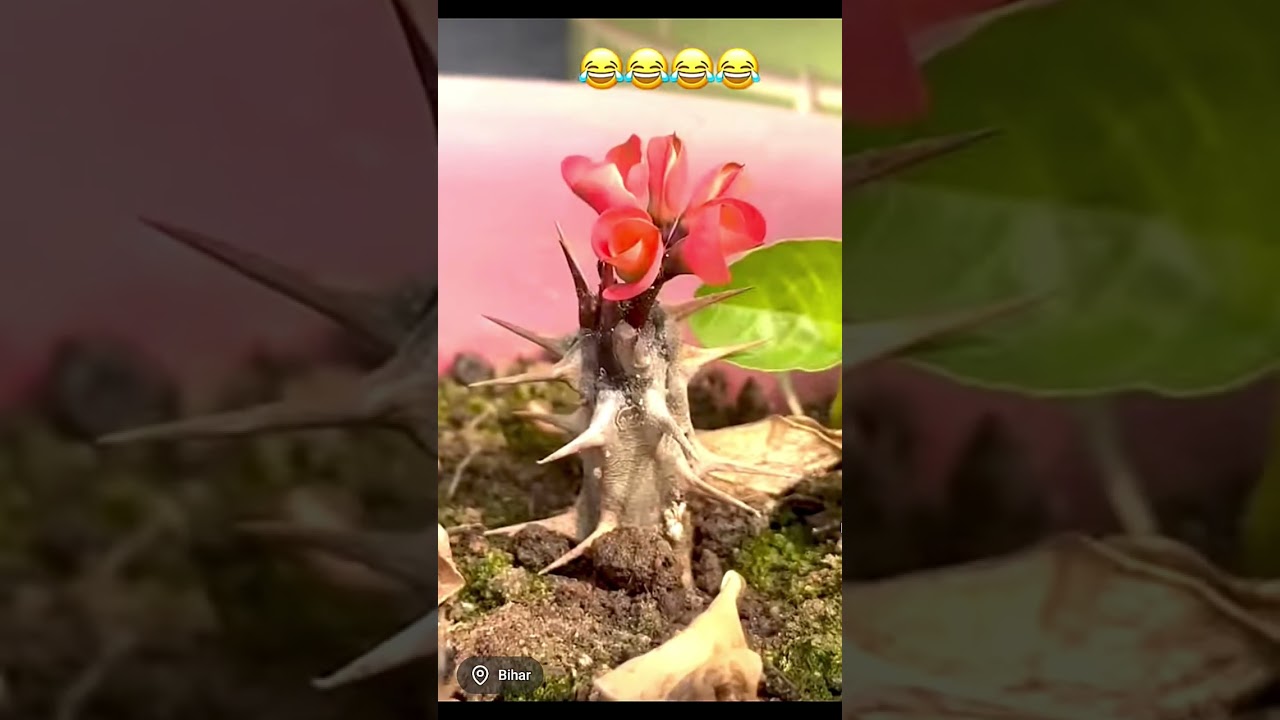 ⁣very small but full of flowers #flowers #shorts #funny