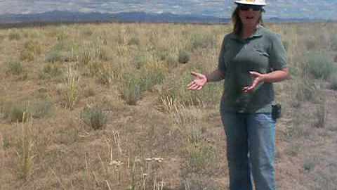 sage grouse habitat restoration