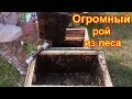 Оргромный рой из леса, пересаживаем в улей