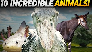Top 10 Weirdest Real Animals on Earth!