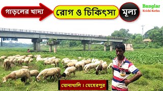 গাড়লের খাদ্য । রোগ ও চিকিৎসা  । গাড়লের মূল্য । গাড়ল পালনে মেহেরপুর । garol khamar । garol palon