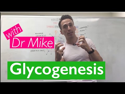 Video: Glykogener: Vad är De?