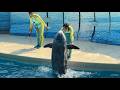 新江ノ島水族館 えのすい イルカショー "Wave~きみの波になりたい~" 2026.03.21 13:30 / Enoshima Aquarium Dolphin Show