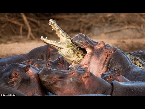 hippo-attack-crocodile-,-hippo-kill-crocodile
