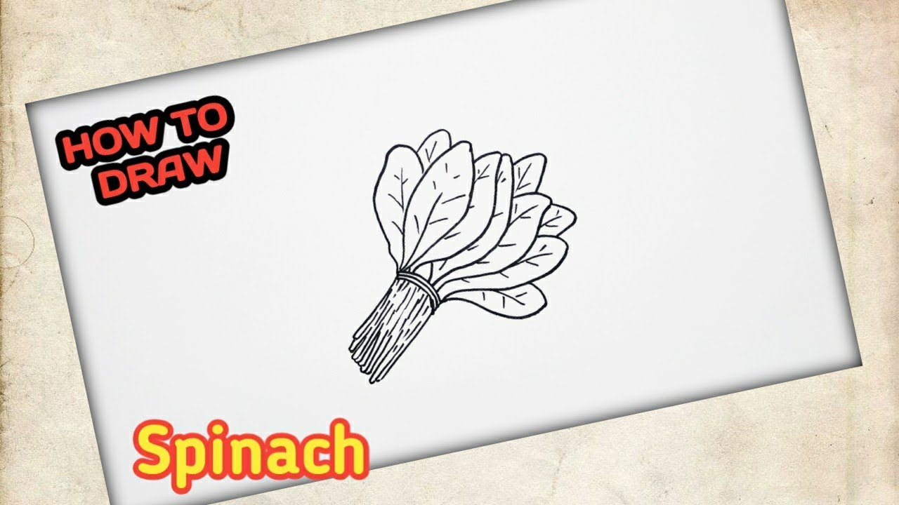How to Draw Spinach YouTube