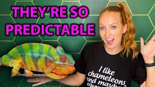 5 things I've learned in 5 years of keeping chameleons
