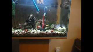 Early progress with hoop training, R2 fish training school screenshot 1