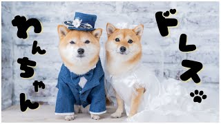 【ドッグウェア】犬用ドレス！わんちゃんのアニバーサリーを祝う特別な服♩ドレスショップが犬服を作りました！犬の洋服。愛犬撮影会のお知らせ。リングドッグにも最適！