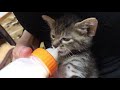 ミルクが美味しすぎて⋯乳離れができない子猫ちゃんたち