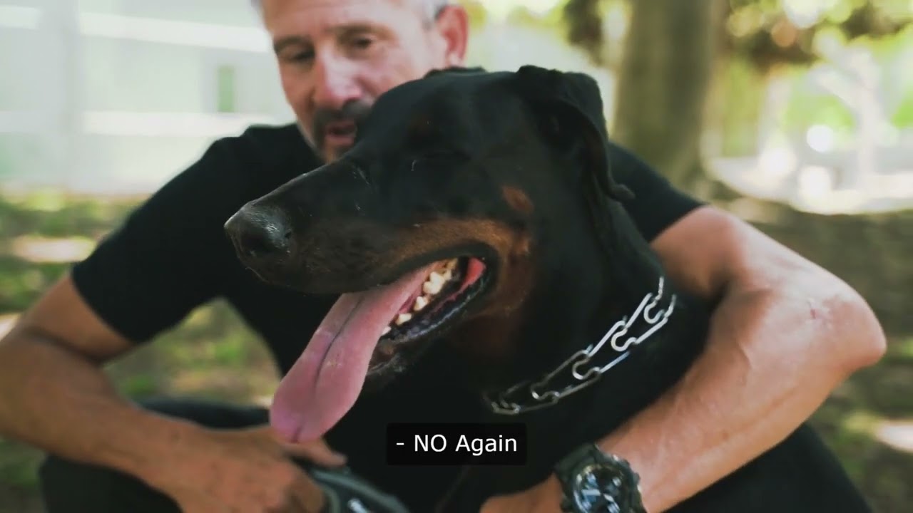 Master Dog Training Ivintation