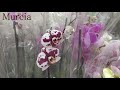 Обзор орхидей  24 декабря Леруа Мерлен  Воронеж (Отрадное)