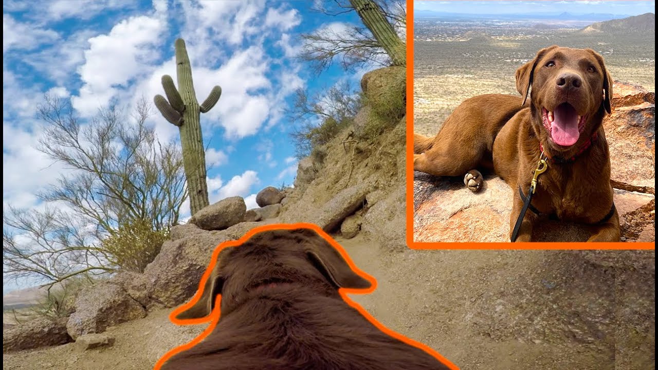 Hiking A Mountain With My Dog | Dog GoPro POV