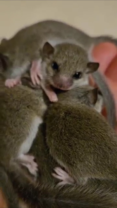 African pigmy dormice (micro squirrels) litters 1 & 2