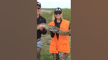 How One Man Won $10K Hunting Pythons in Florida!