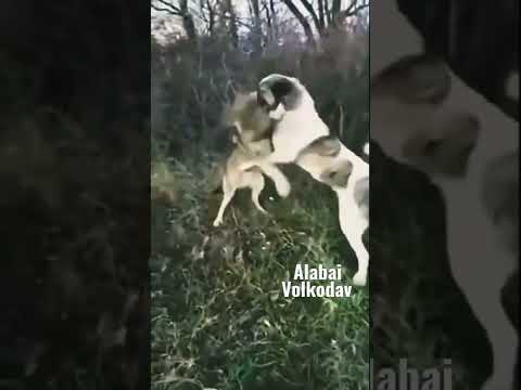 Volkodav Alabai #viral #centralasianshepherddog #workingdog #volkodav #kangal